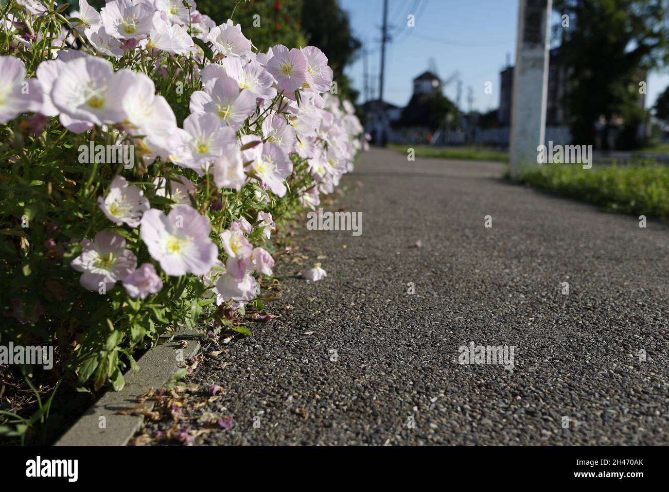Blassrosa Önothera blüht ohne Stiele aus der Nähe und wächst in einem Blumenbett entlang des Bürgerwegs. Weichfokus. Stockfoto