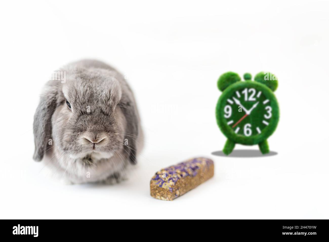 Power-Modus. Ein dekoratives graues Kaninchen mit loppohrigen Ohren, ein Wecker mit Gras und ein trockenes Pellet. Weißer Hintergrund. Das Konzept der Tierpflege. Stockfoto