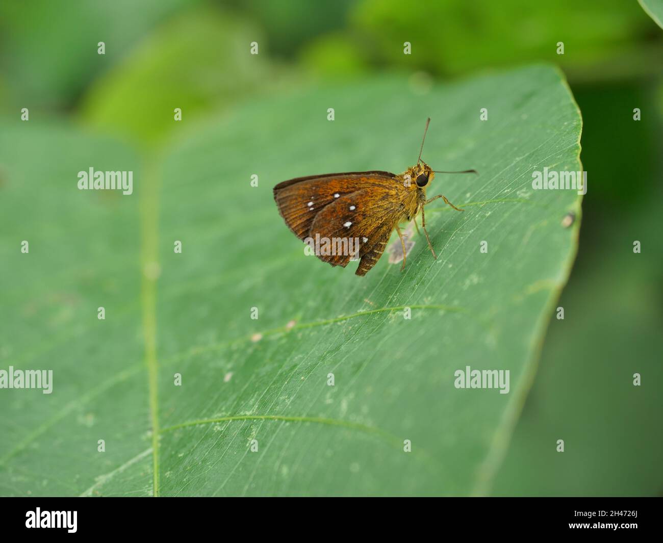 Chestnut Bob Butterfly auf Blatt mit natürlichem grünen Hintergrund, weiße Flecken auf braunem Insektenflügel Stockfoto