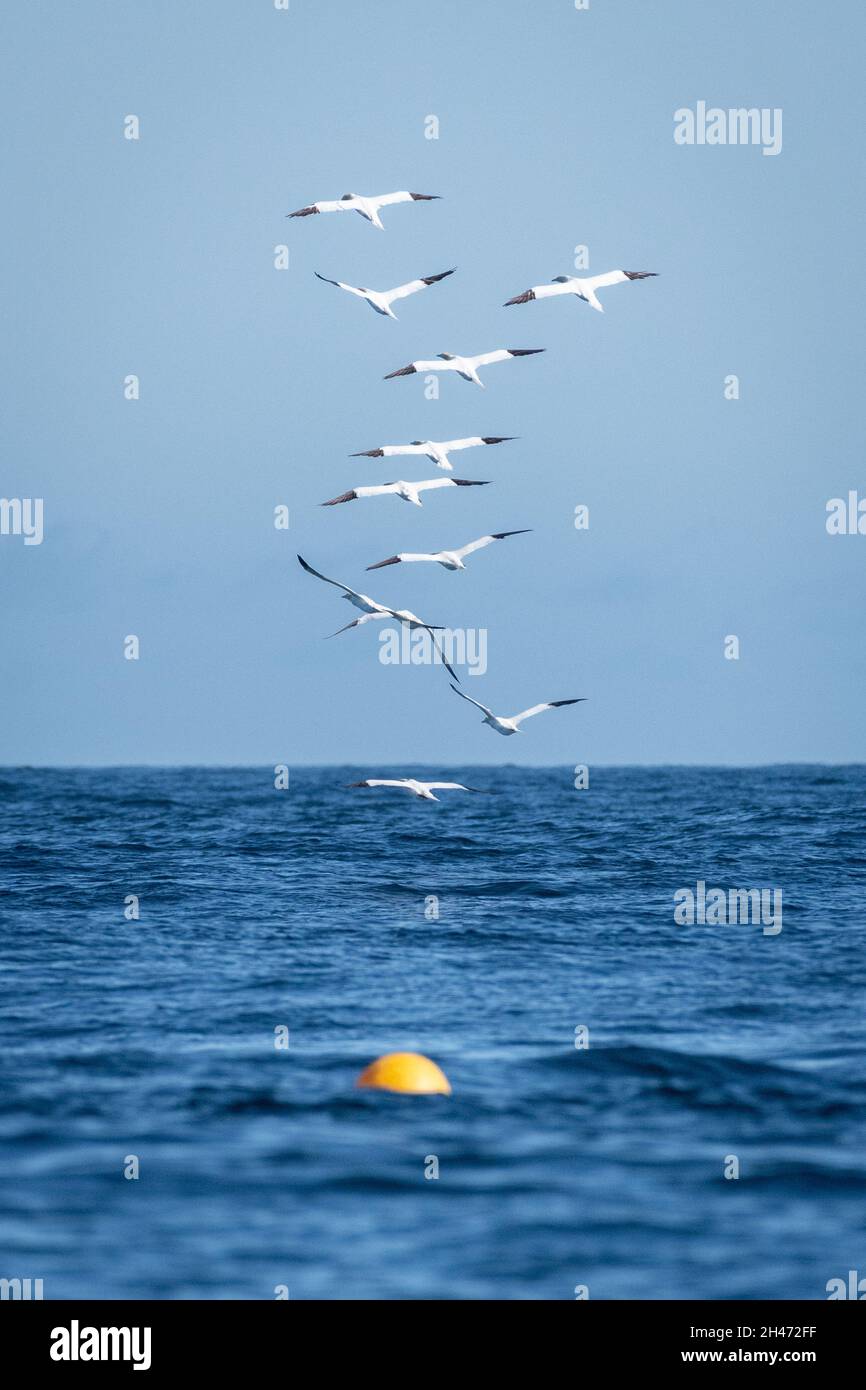 Bildung von Flying Gantets, Nordsee Stockfoto