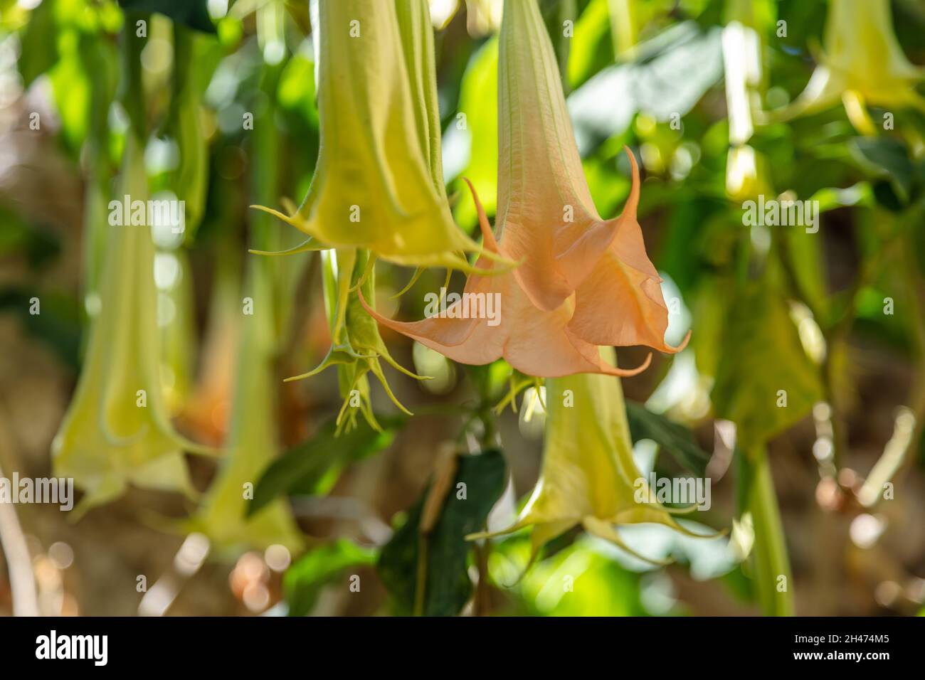 Brugmansia apricot Farbe mehrjährige Pflanze mit hängenden Blüten. Engelstrompete blühenden Zierstrauch oder holzigen Baum der Nachtschattenfamilie beautifu Stockfoto