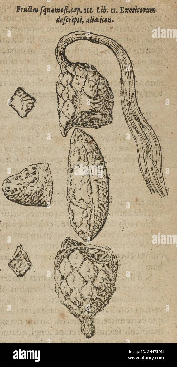 Frucht und Samen der Raffia (Raphia)-Palme. Holzschnitt, 1611. Stockfoto