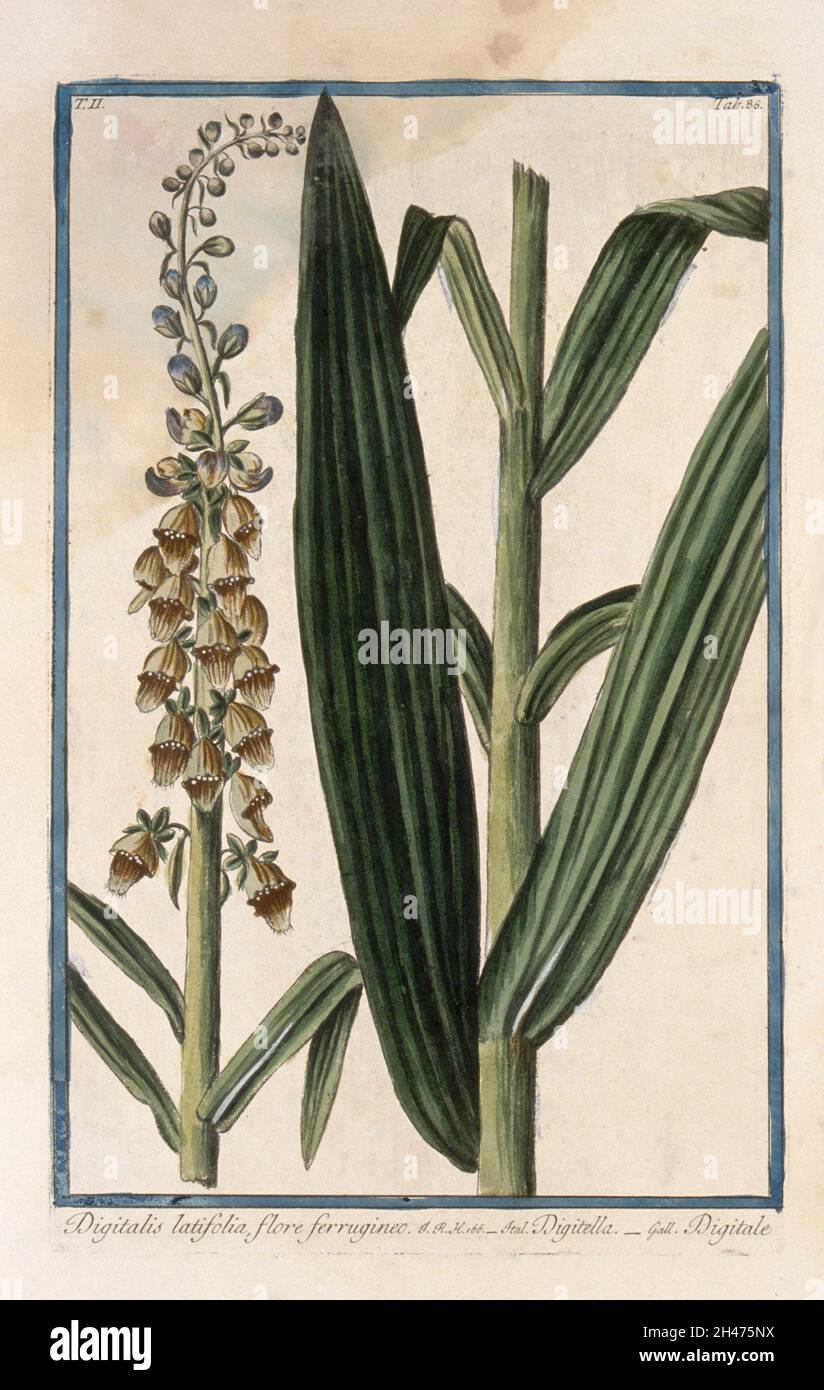Fuchshandschuh (Digitalis sp.): Infloresenz und separater Blattstiel. Kolorierte Radierung von M. Bouchard, 1774. Stockfoto