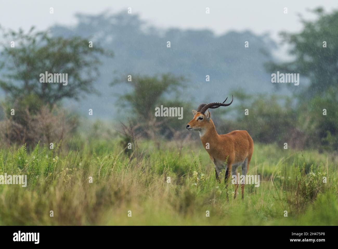 Uganda Kob - Kobus Kob thomasi, schöne kleine Antilope aus der afrikanischen Savanne, Queen Elizabeth National Park, Uganda. Stockfoto