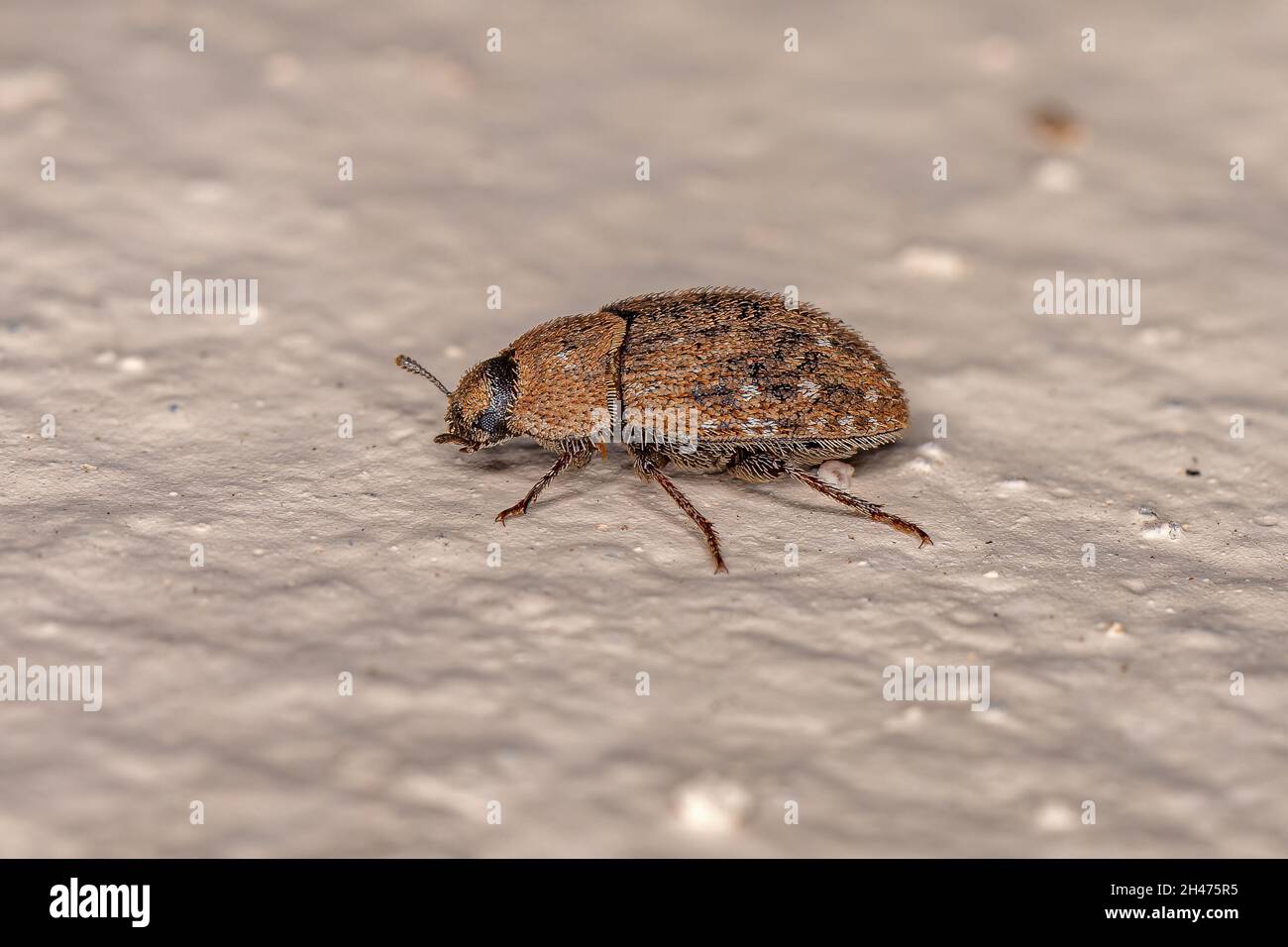 Ausgewachsener Dunkelkäfer der Familie Tenebrionidae Stockfoto