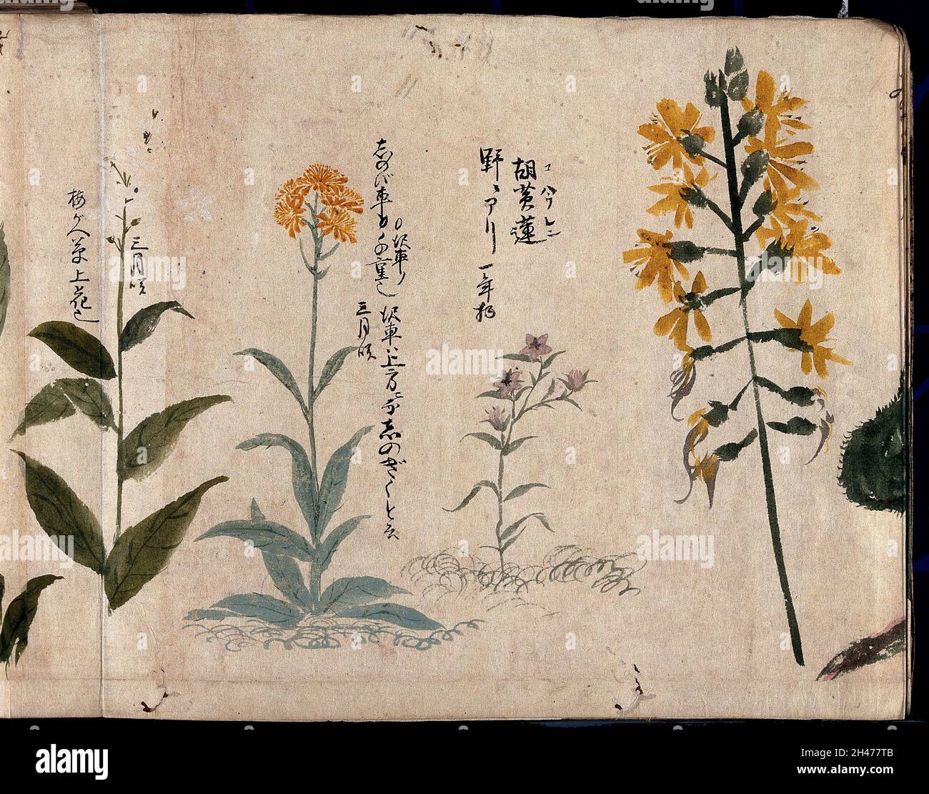 Vier blühende Pflanzen, eine möglicherweise eine Phlox. Aquarell, c. 1870. Stockfoto