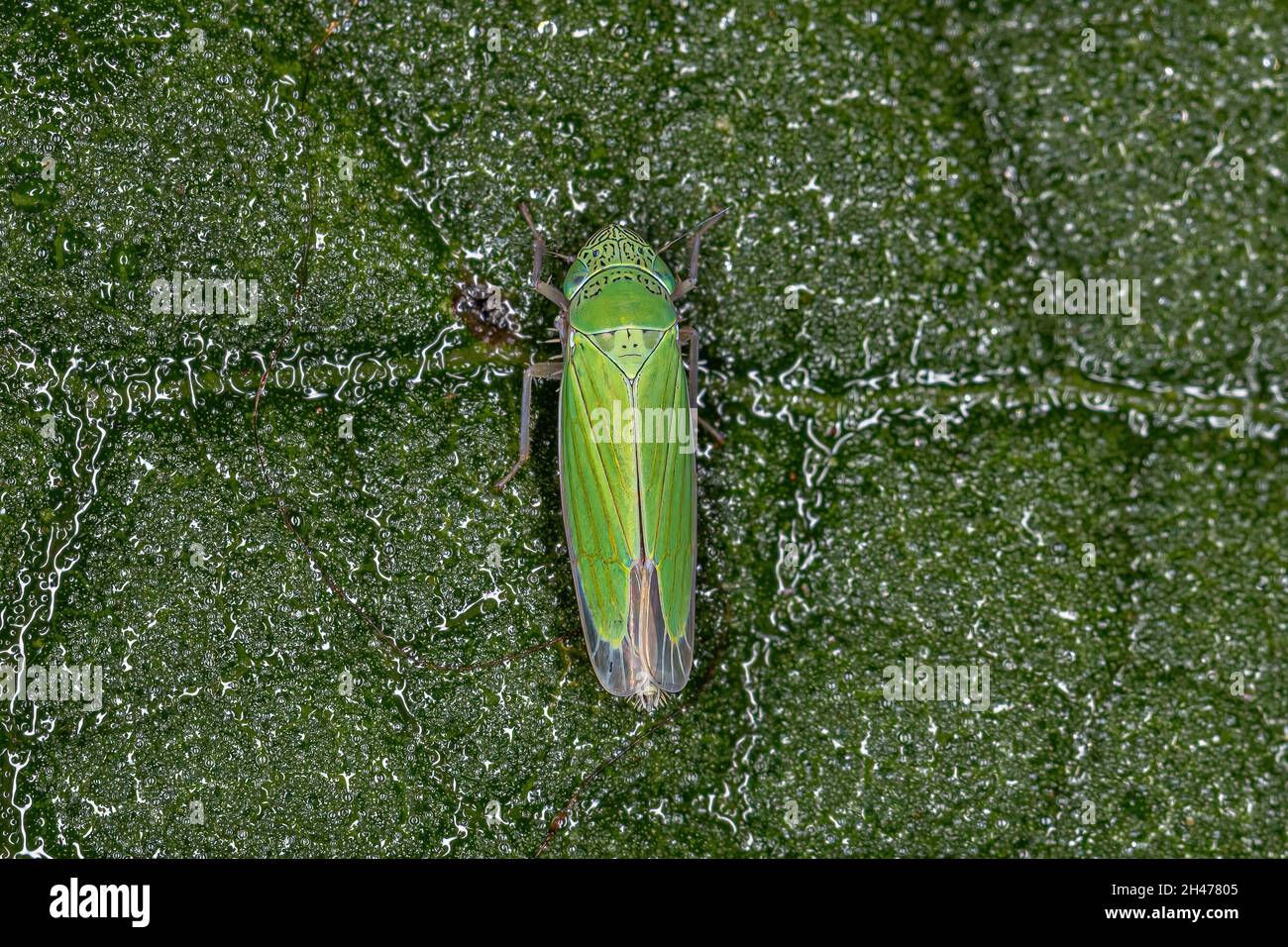 Erwachsene kleine Scharfschütze Insekt der Gattung Hortensia Stockfoto
