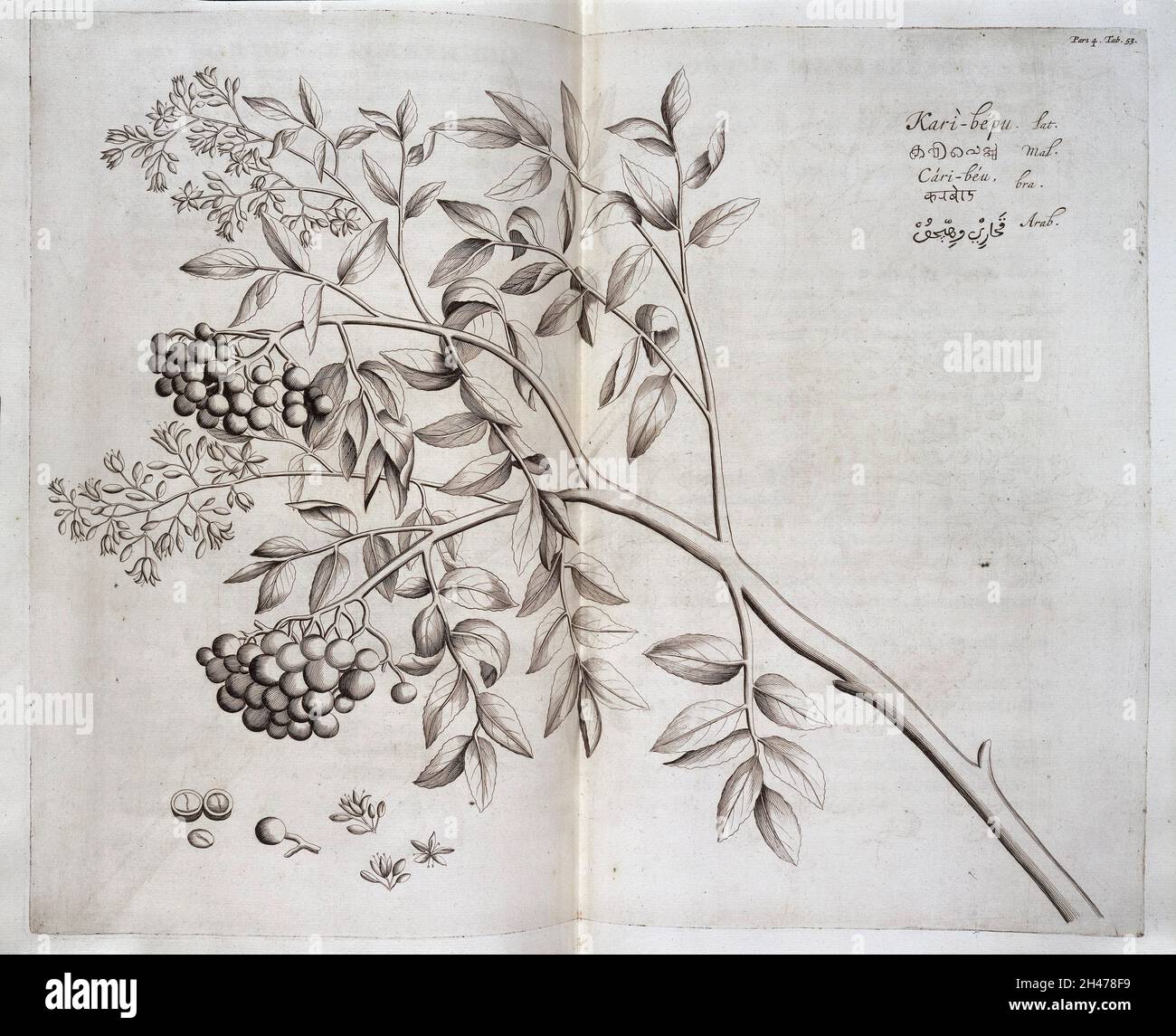 Kari-bepu, Hortus indicus Malabaricus Stockfoto