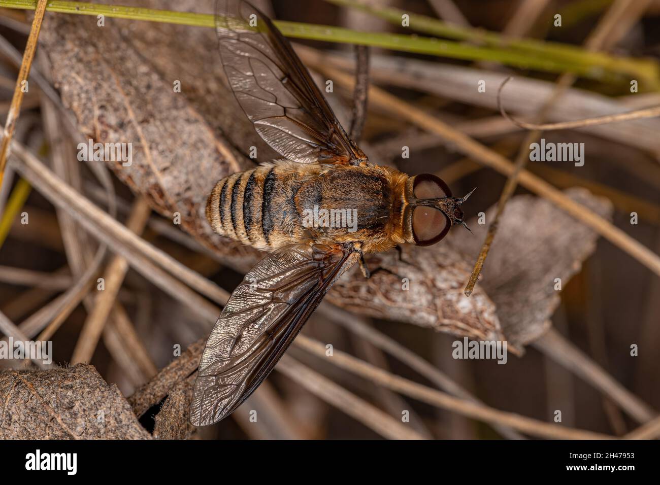 Ausgewachsene Bienenfliege der Familie Bombyliidae Stockfoto