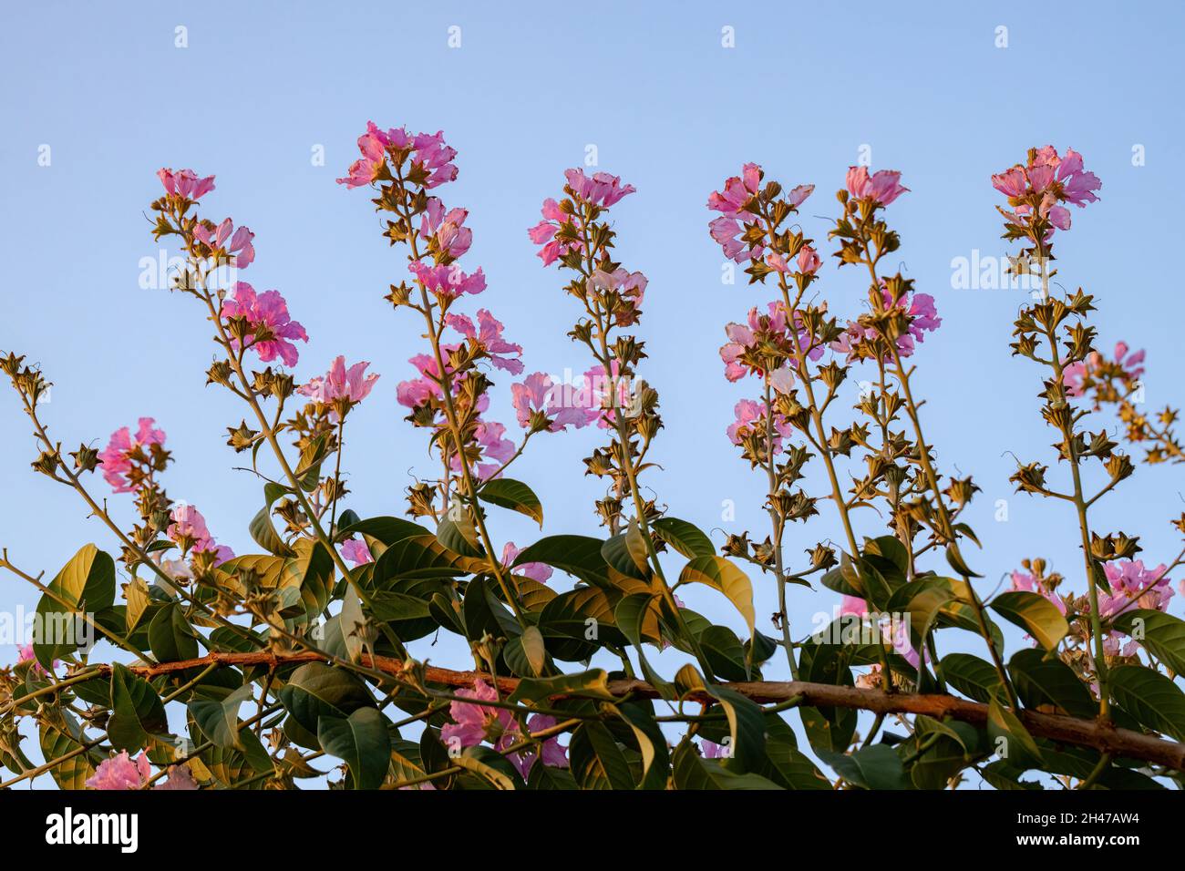 Crape-Myrtles Baum mit Blumen der Gattung Lagerstroemia mit selektivem Fokus Stockfoto