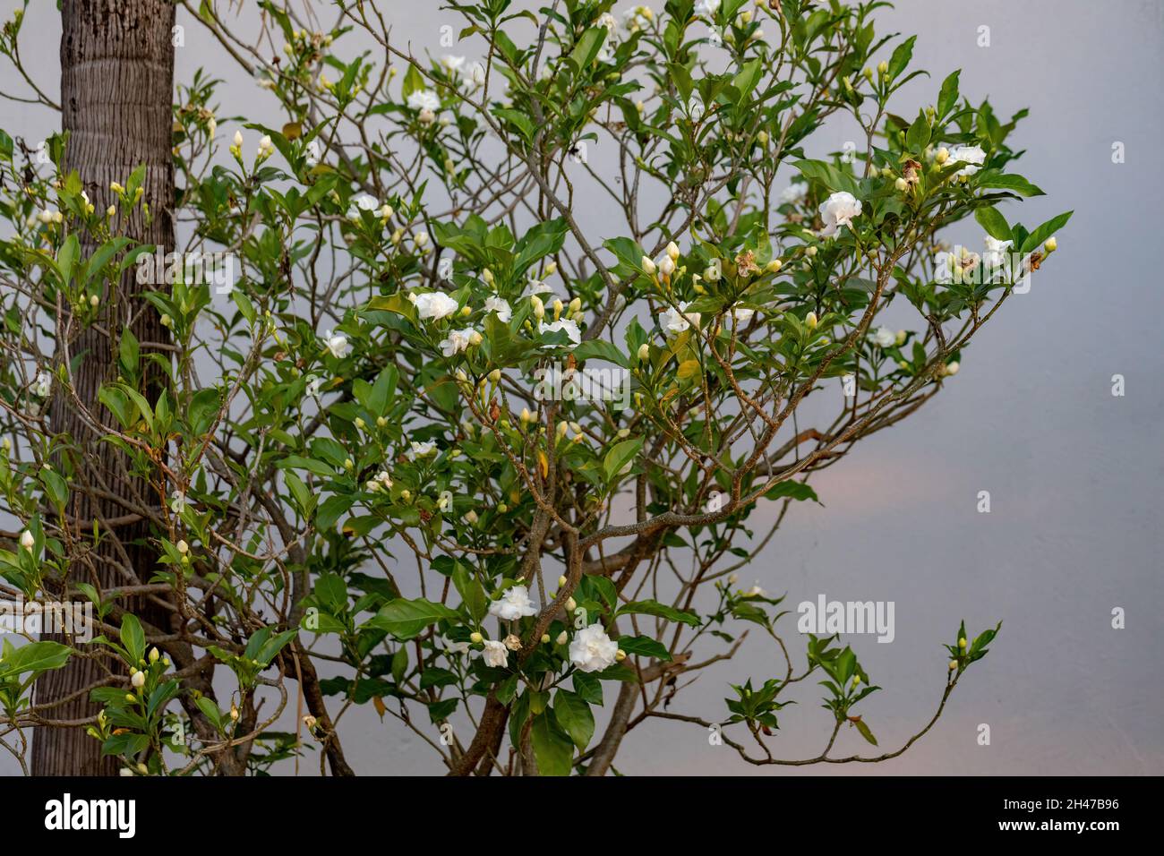 Crepe Jasmin mit Blüte der Art Tabernaemontana divaricata Stockfoto