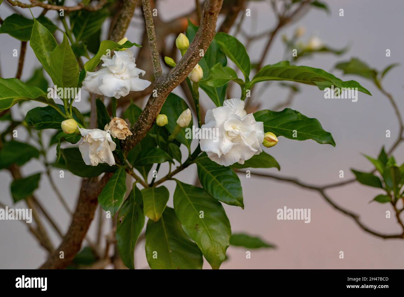Crepe Jasmin mit Blüte der Art Tabernaemontana divaricata Stockfoto