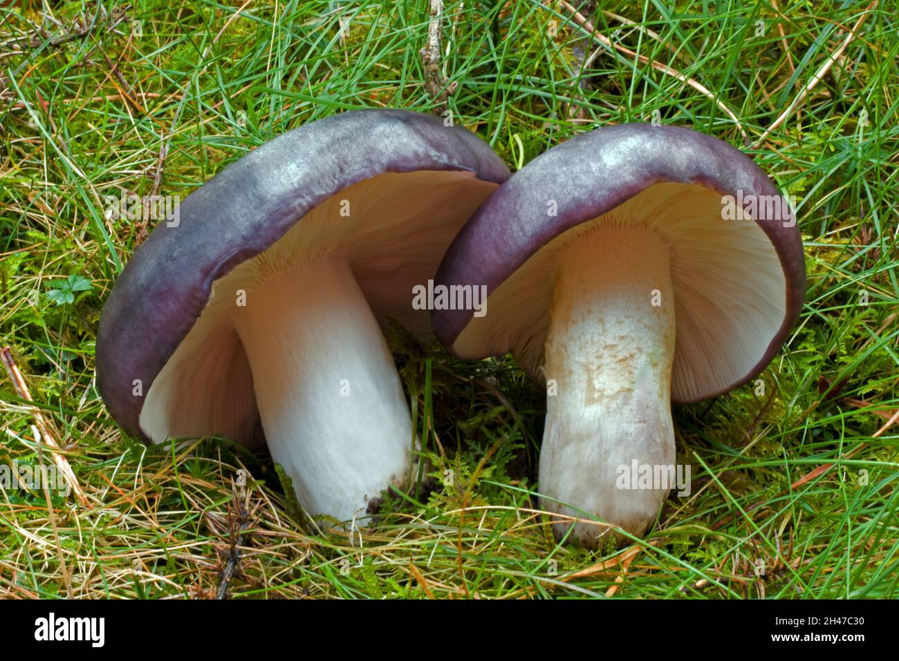 Der Täubling ist ein häufiger Pilz, der unter Kiefern und Fichten gefunden wird. Es ist eine essbare Art. Stockfoto