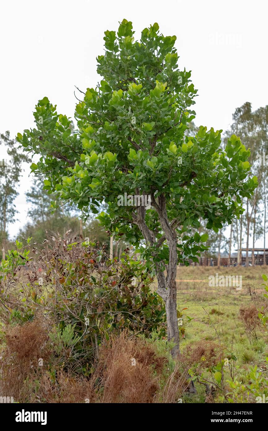 Sandpapier Grüner Baum der Art Curatella americana Stockfoto