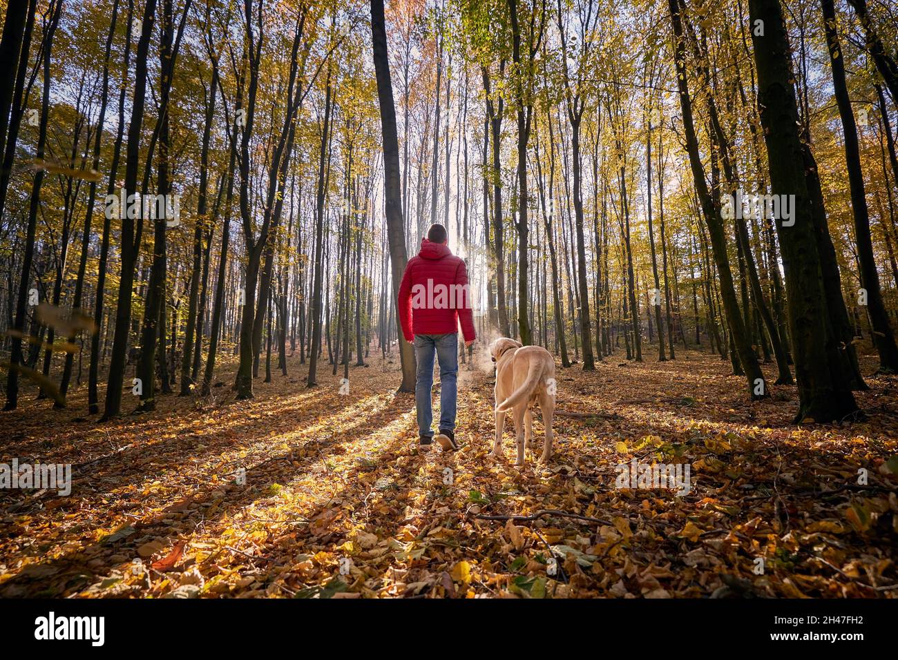 Rückansicht des jungen Mannes mit Hund. Tierbesitzer, der mit labrador Retriever durch den Herbstwald läuft. Stockfoto