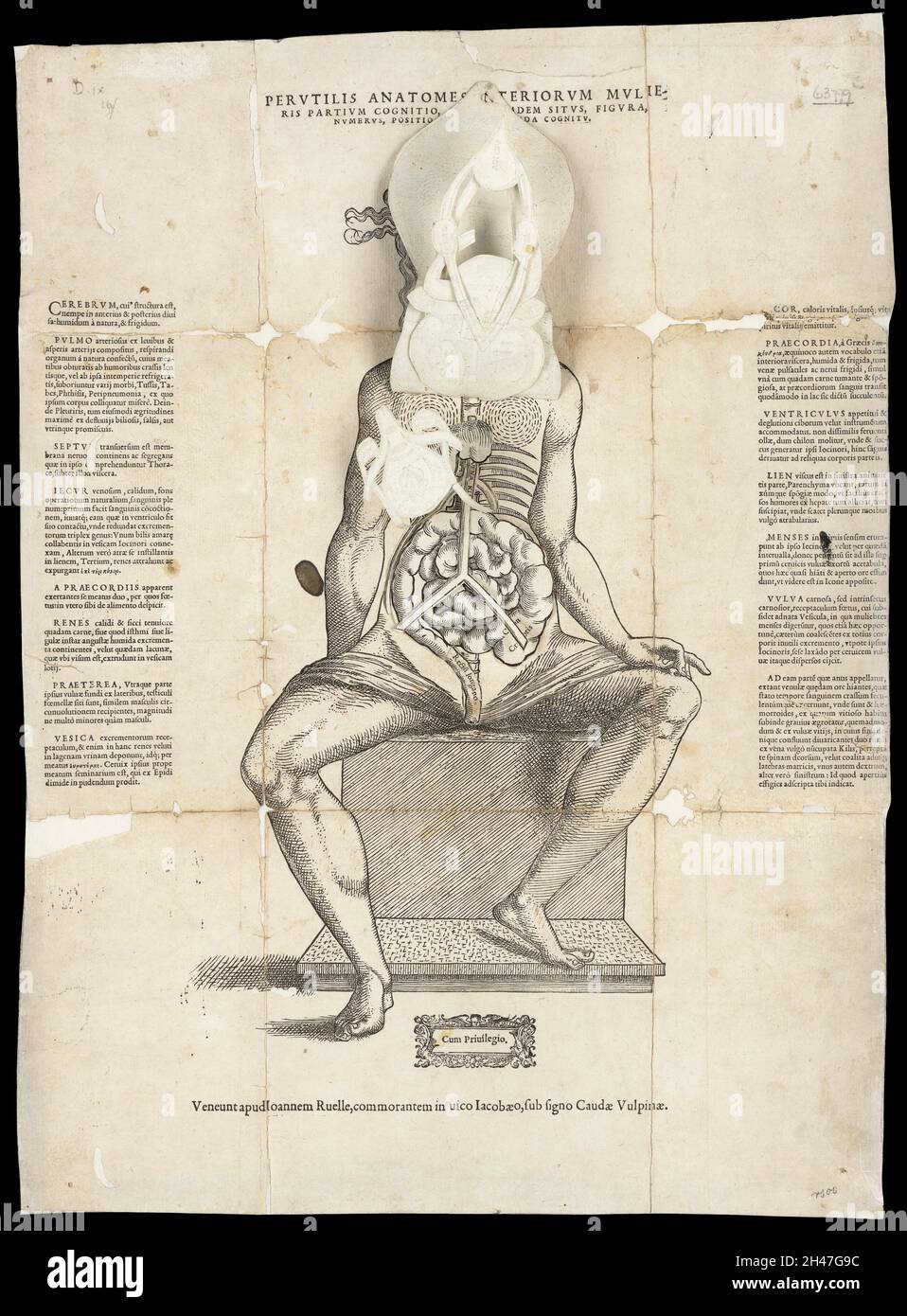 Anatomische flüchtige Blätter Stockfoto