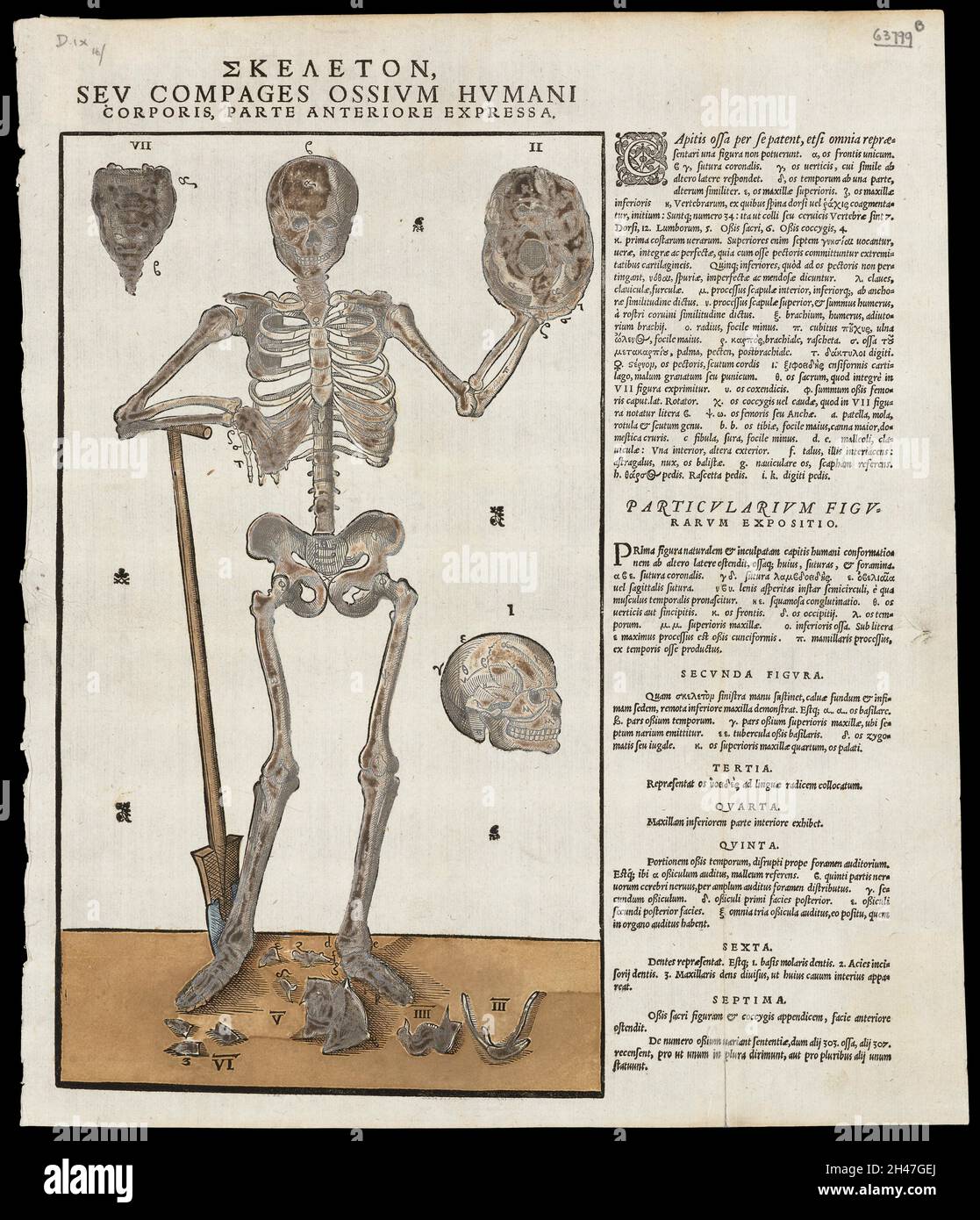 Anatomische flüchtige Blätter Stockfoto