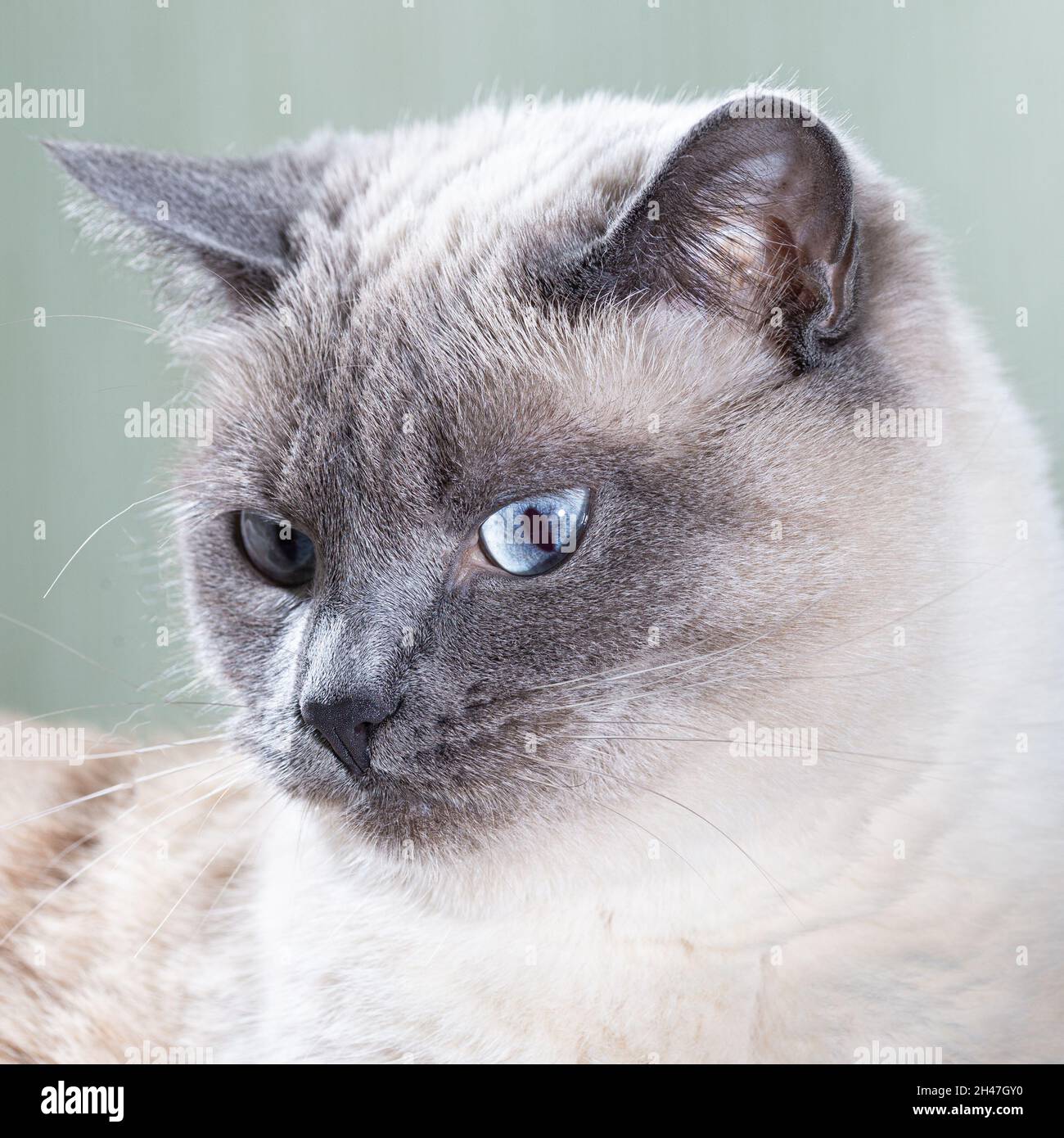 Porträt einer thailändischen Katze mit blauen Augen und ausdrucksstarken Augen. Stockfoto
