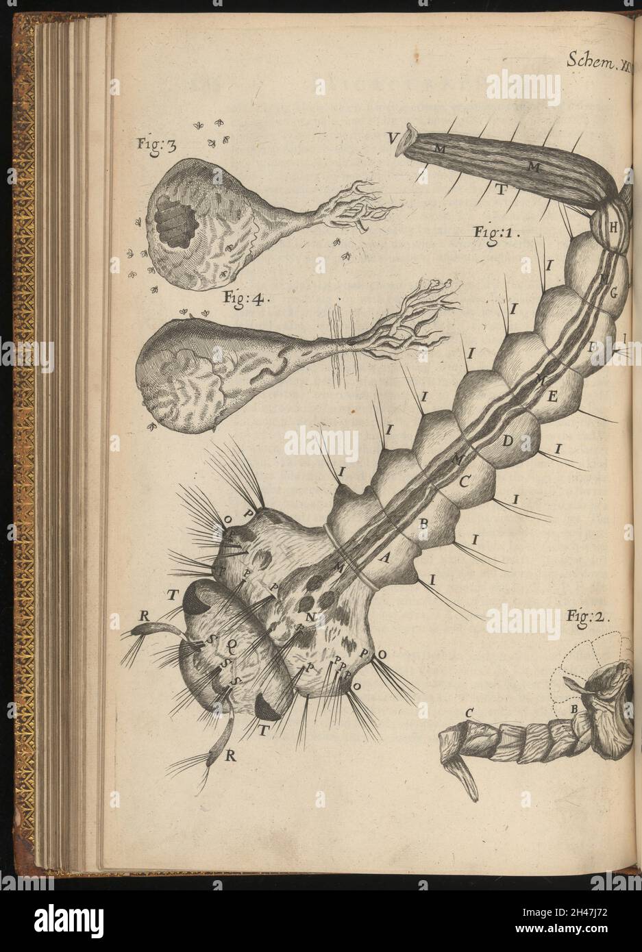 Stich aus Micrographia, 1665, von Robert Hooke. Stockfoto