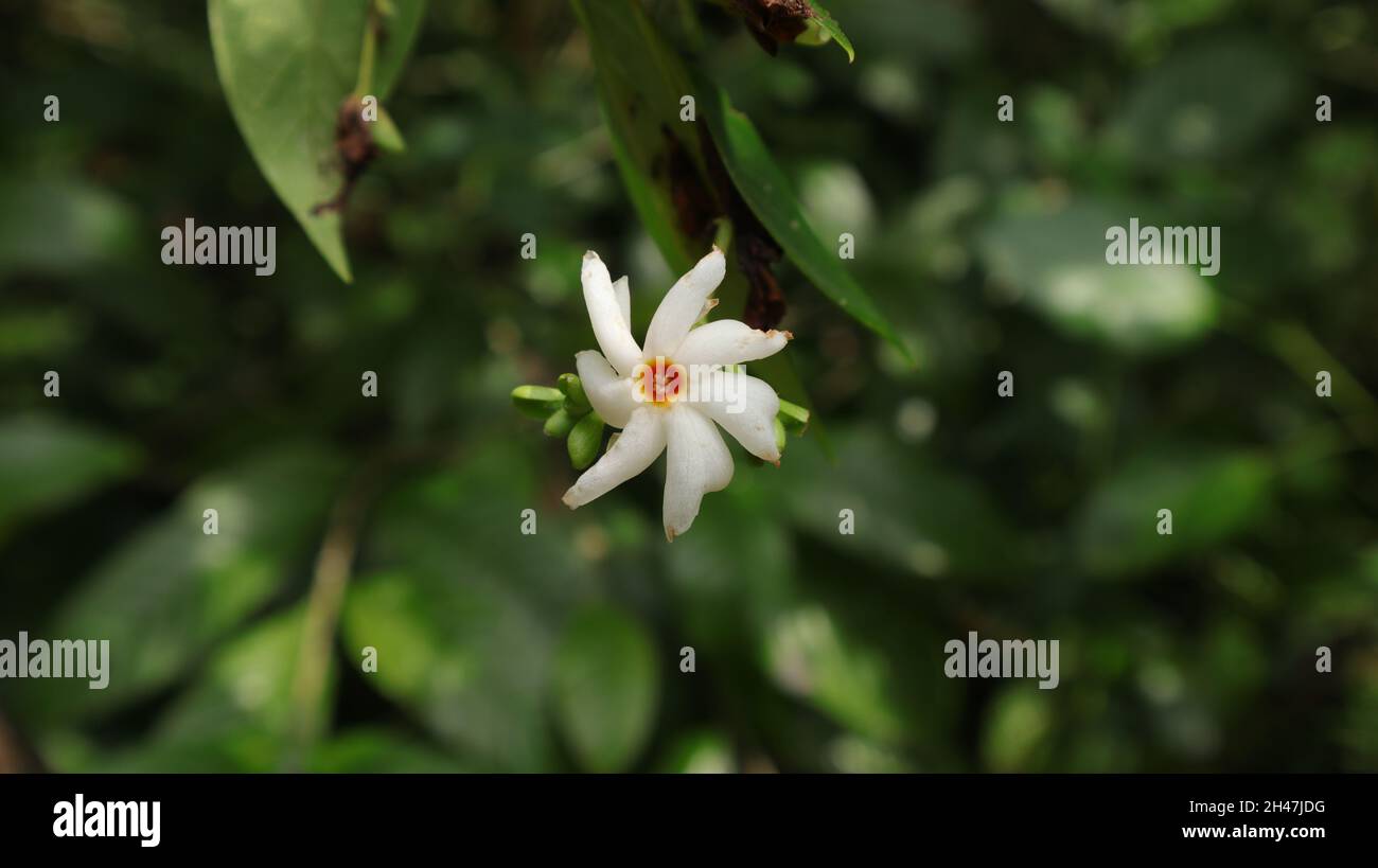 Nahaufnahme einer nachts blühenden Jasminblüte (Nyctanthes Arbor Tristis) Stockfoto