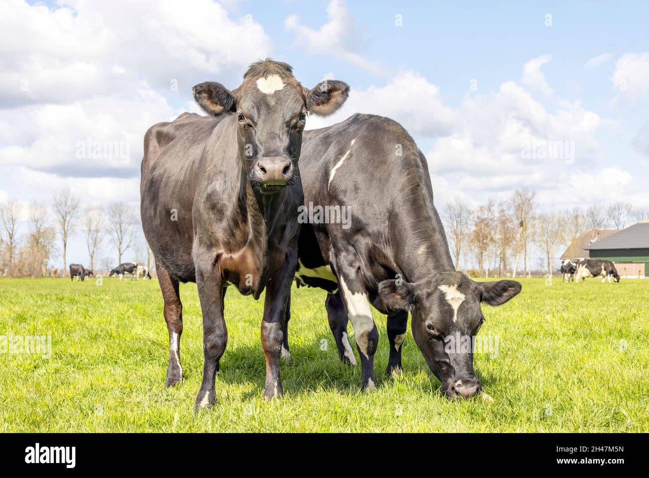 Jersey Kühe, schwarze Rinder stehen und grasen auf einer Weide unter einem blauen Himmel Stockfoto