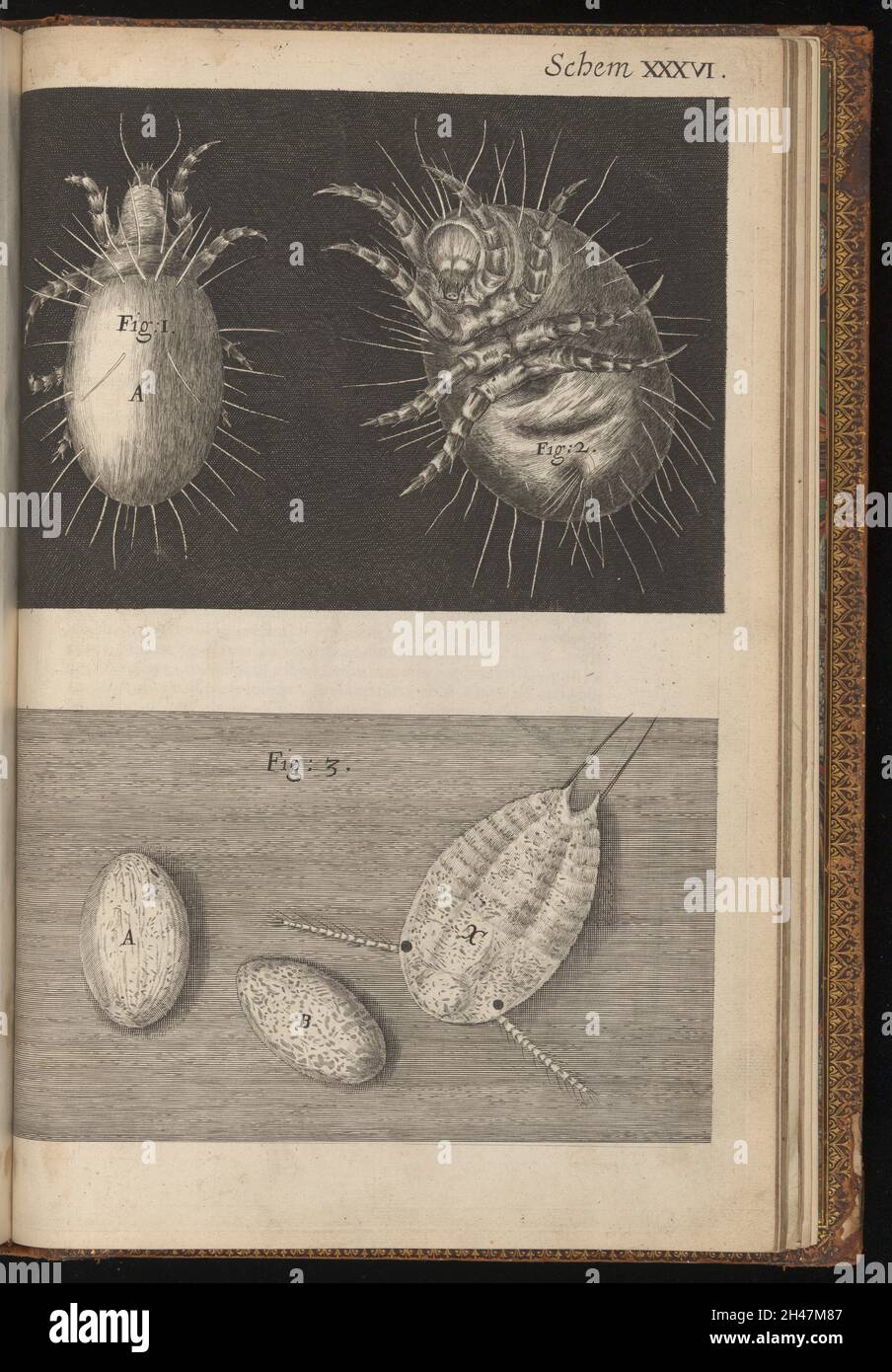 Stich aus Micrographia, 1665, von Robert Hooke. Stockfoto