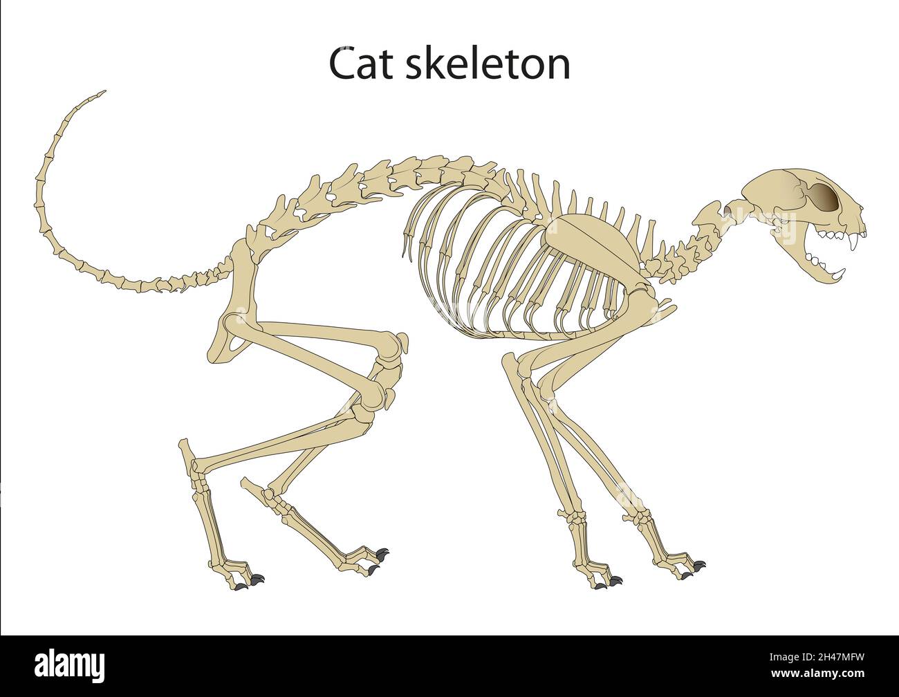 Anatomie Des Katzenskeletts. Seitenansicht Stockfoto