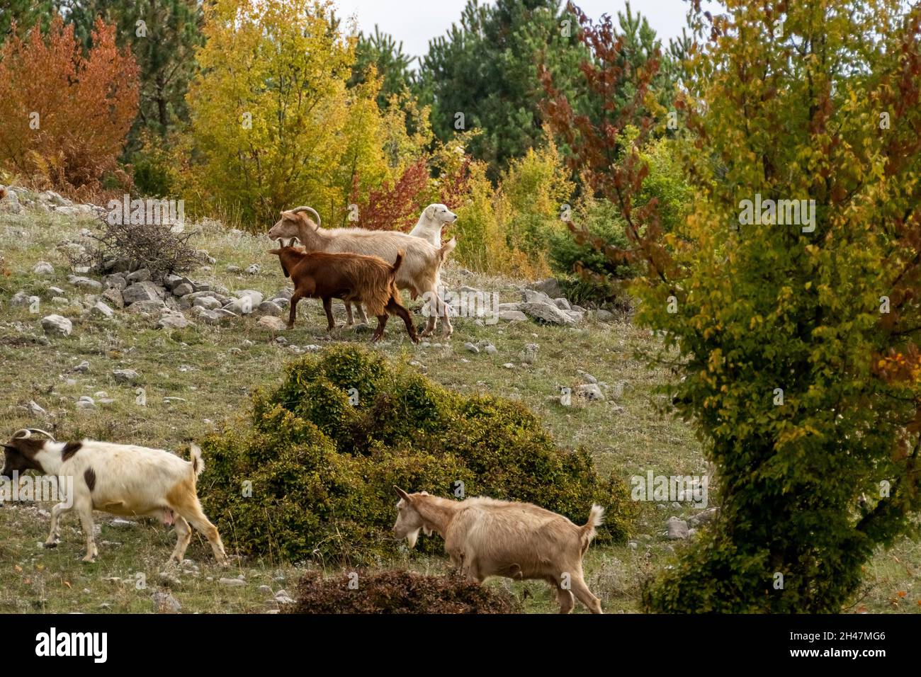 Herde von Hausziegen mit einem Schäferhund in den albanischen Bergen Stockfoto