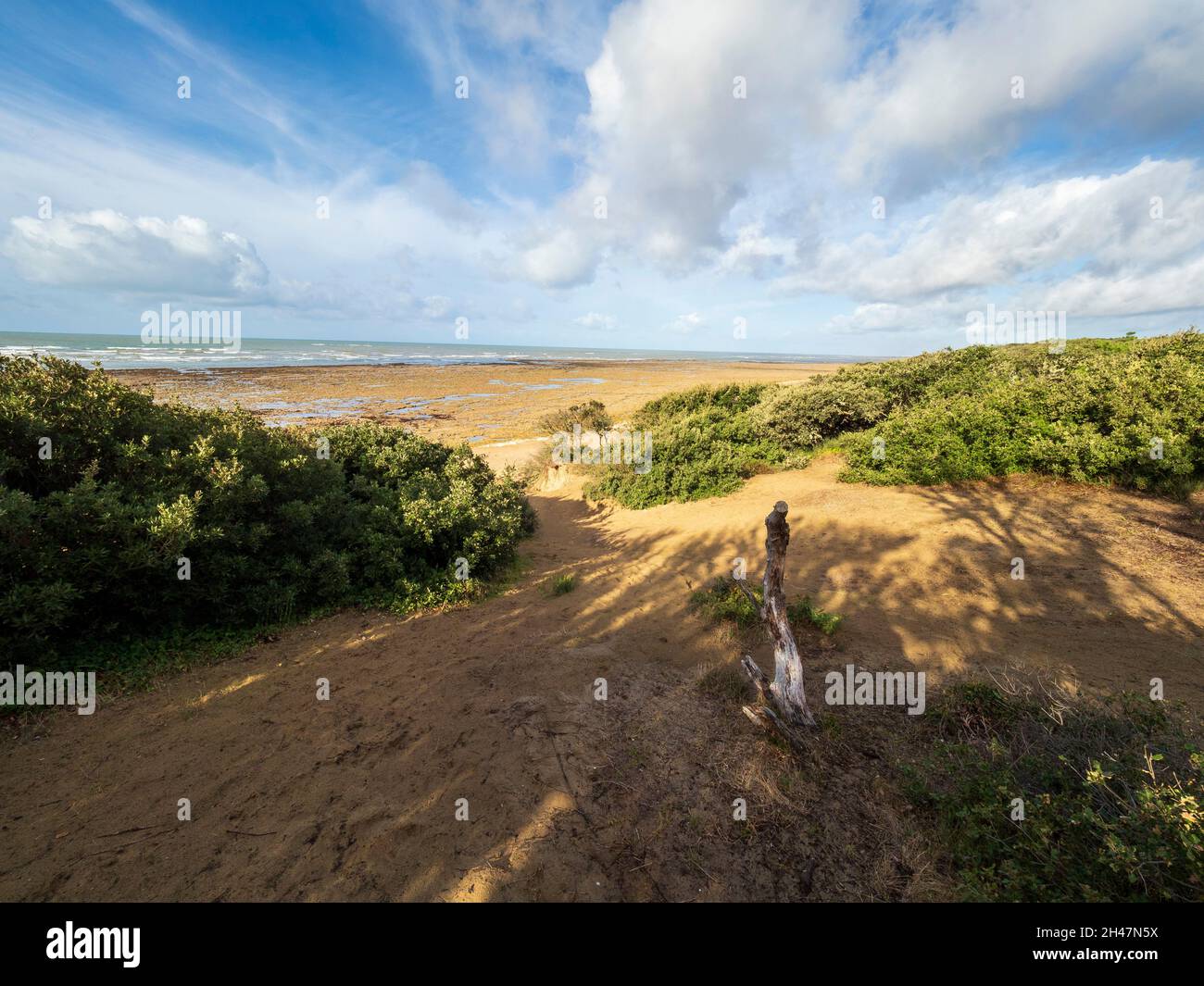 Atlantikküstenlandschaft, Ile d'Oléron, Charente Maritime, Frankreich. Stockfoto