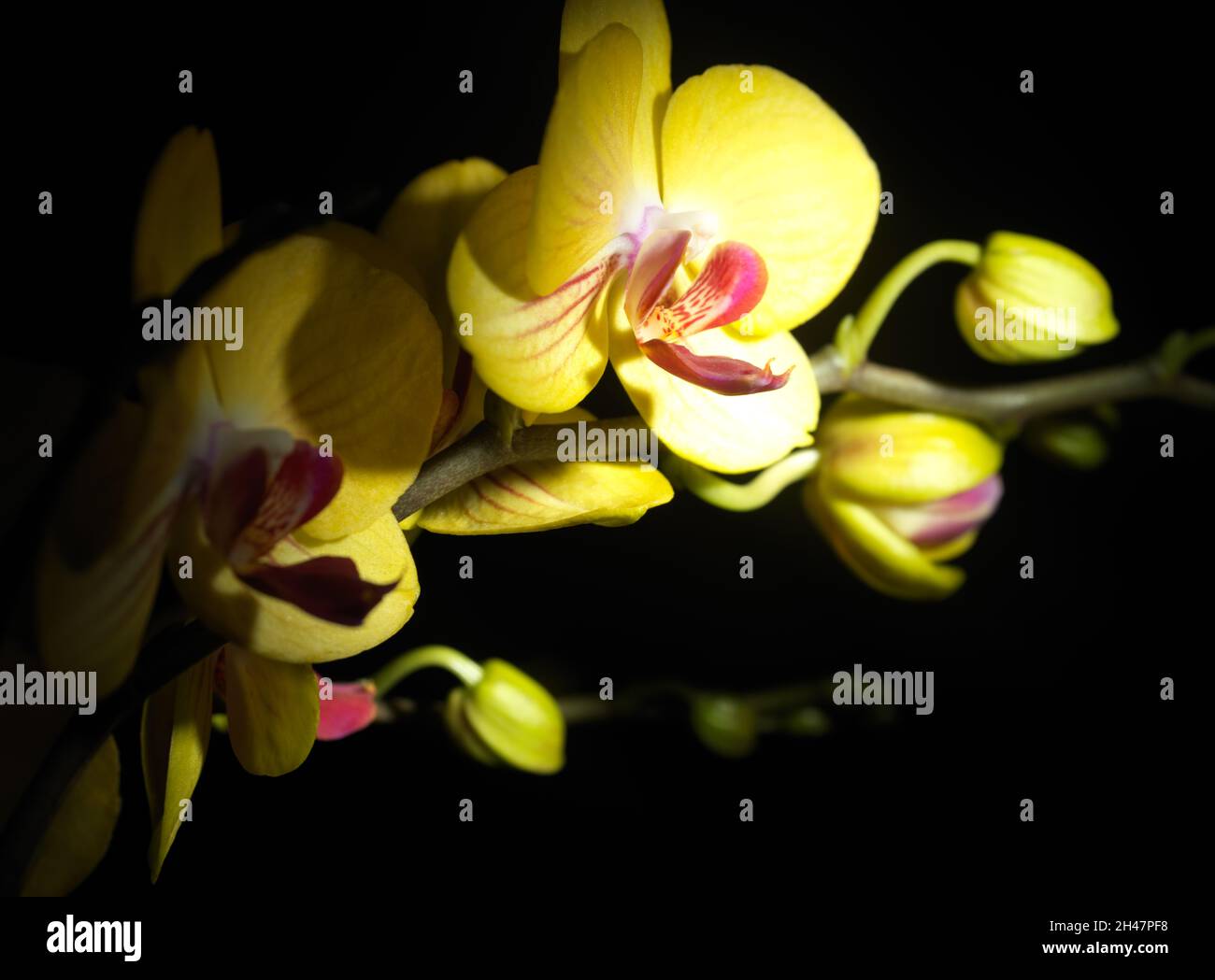 Gelbe Phalaenopsis Orchidee vor schwarzem Hintergrund Stockfoto