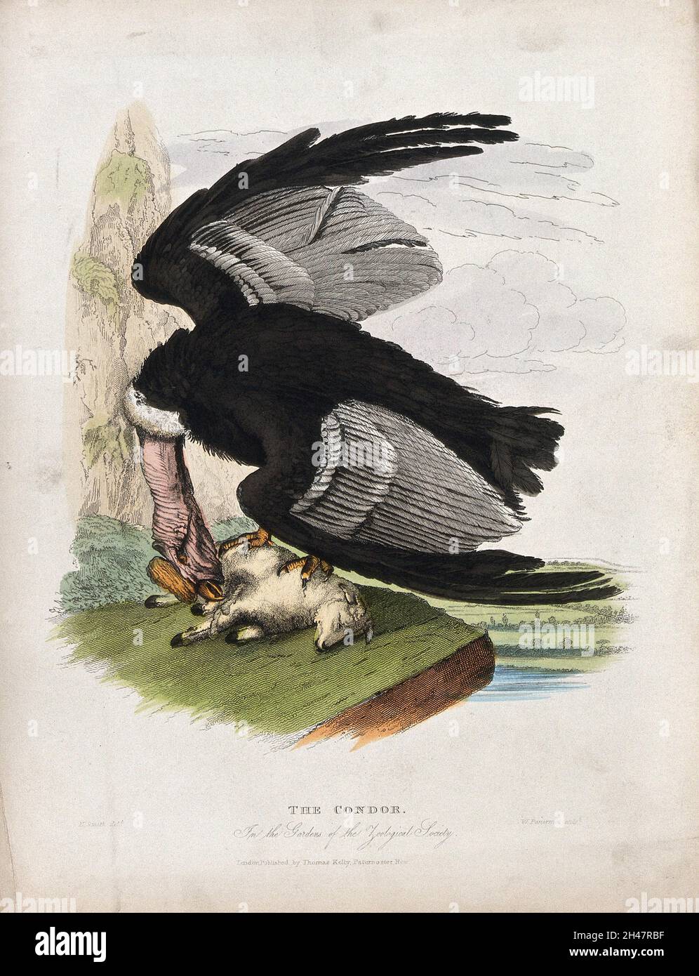 Zoological Society of London: Ein Kondor greift ein Lamm auf einem Felsen an. Farbige Radierung von W. Panormo nach H. Smith. Stockfoto