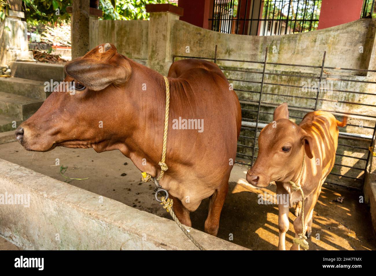 Eine Vechur-Kuh und ihr Kalb auf Philipkuttys Farm, einem luxuriösen Ferienort in Kottayam im Kerala-Backwaters des Staates Kerala in Südindien. Der Stockfoto