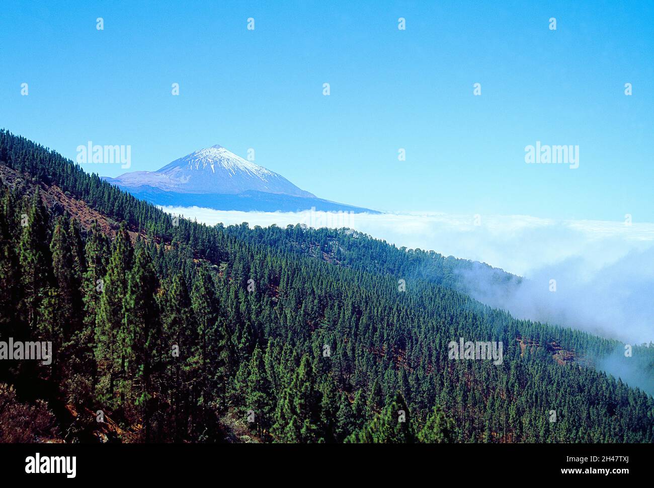 Teide Peak. Naturschutzgebiet Corona Forestal, Insel Teneriffa, kanarische Inseln, Spanien. Stockfoto