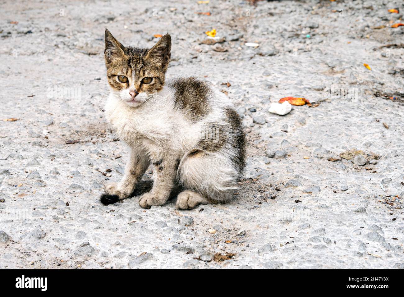 Obdachlose schmutzige Kätzchen, Katze sitzt vor der Kamera. Streunende Katze in einer Straße von Istanbul, Türkei Stockfoto
