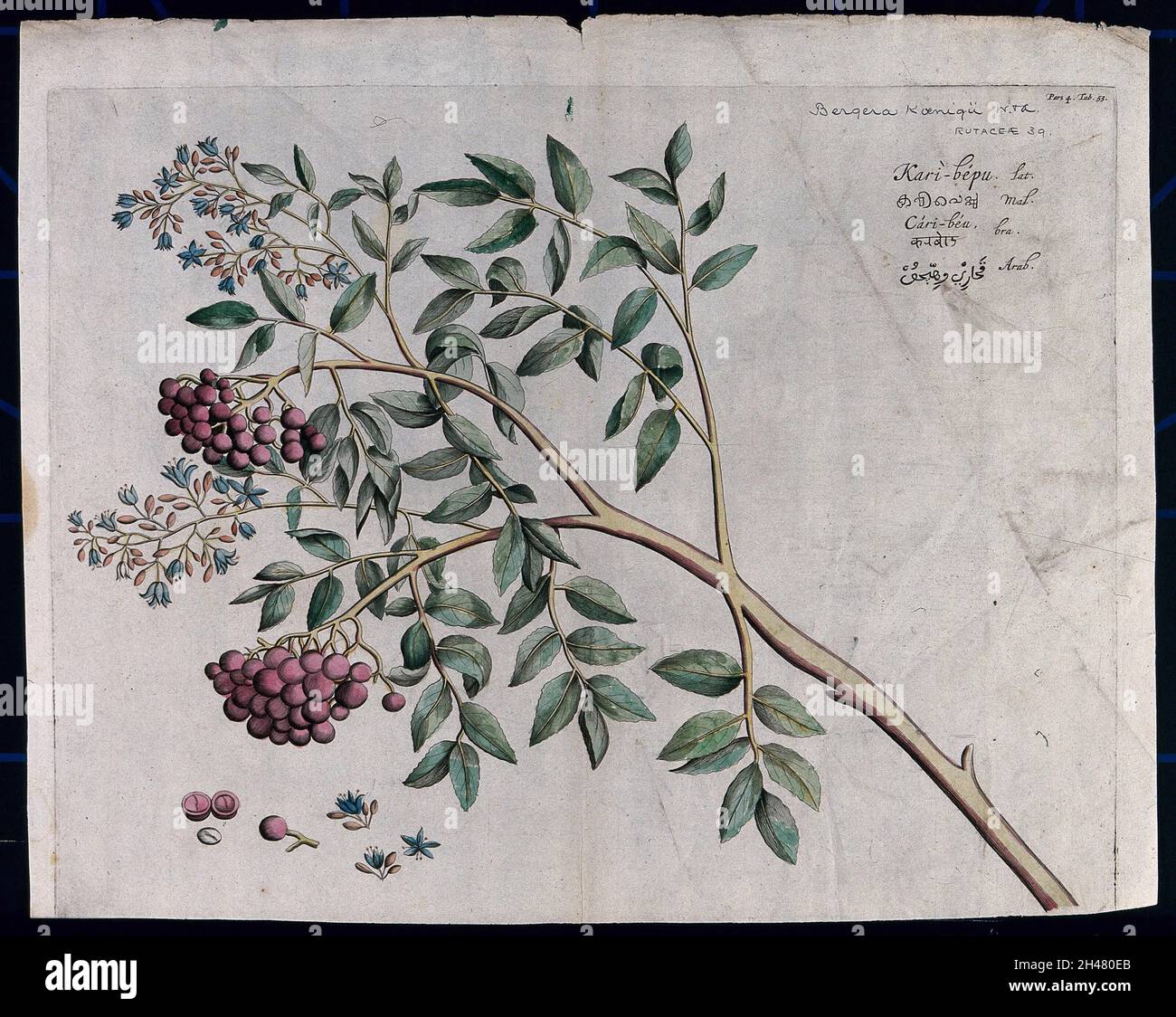 Eine Art von Rutaceae: Zweig mit Blumen und Früchten und getrennten Blumen, Früchten und Samen. Farbige Liniengravur. Stockfoto