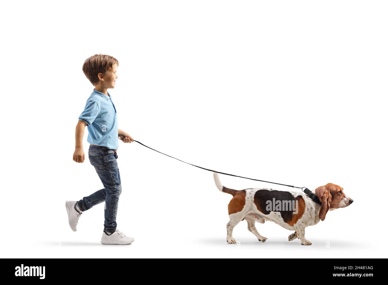 Ganzkörperaufnahme eines Jungen, der auf weißem Hintergrund mit einem Hund aus dem Basset auf einer Blei läuft Stockfoto