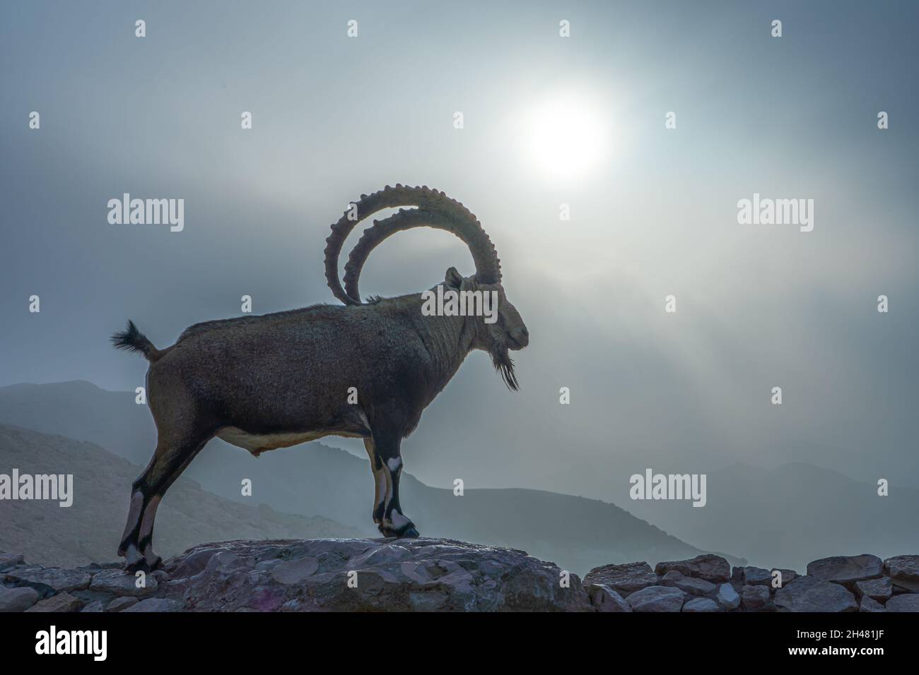 Großer, beeindruckender männlicher Nubischer Steinbock (Capra ibex nubiana aka Capra nubiana), fotografiert in Israel, Wüste Negev im September Stockfoto