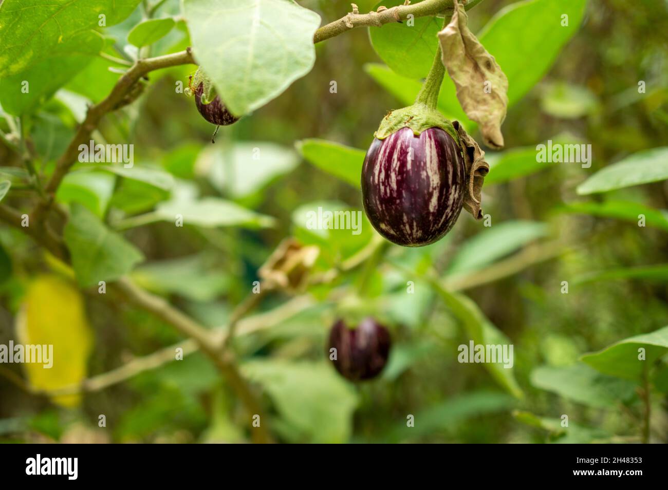 Aubergine ist eine ballaststoffreiche, kalorienarme Nahrung, die reich an Nährstoffen ist und viele mögliche gesundheitliche Vorteile mit sich bringt. Stockfoto