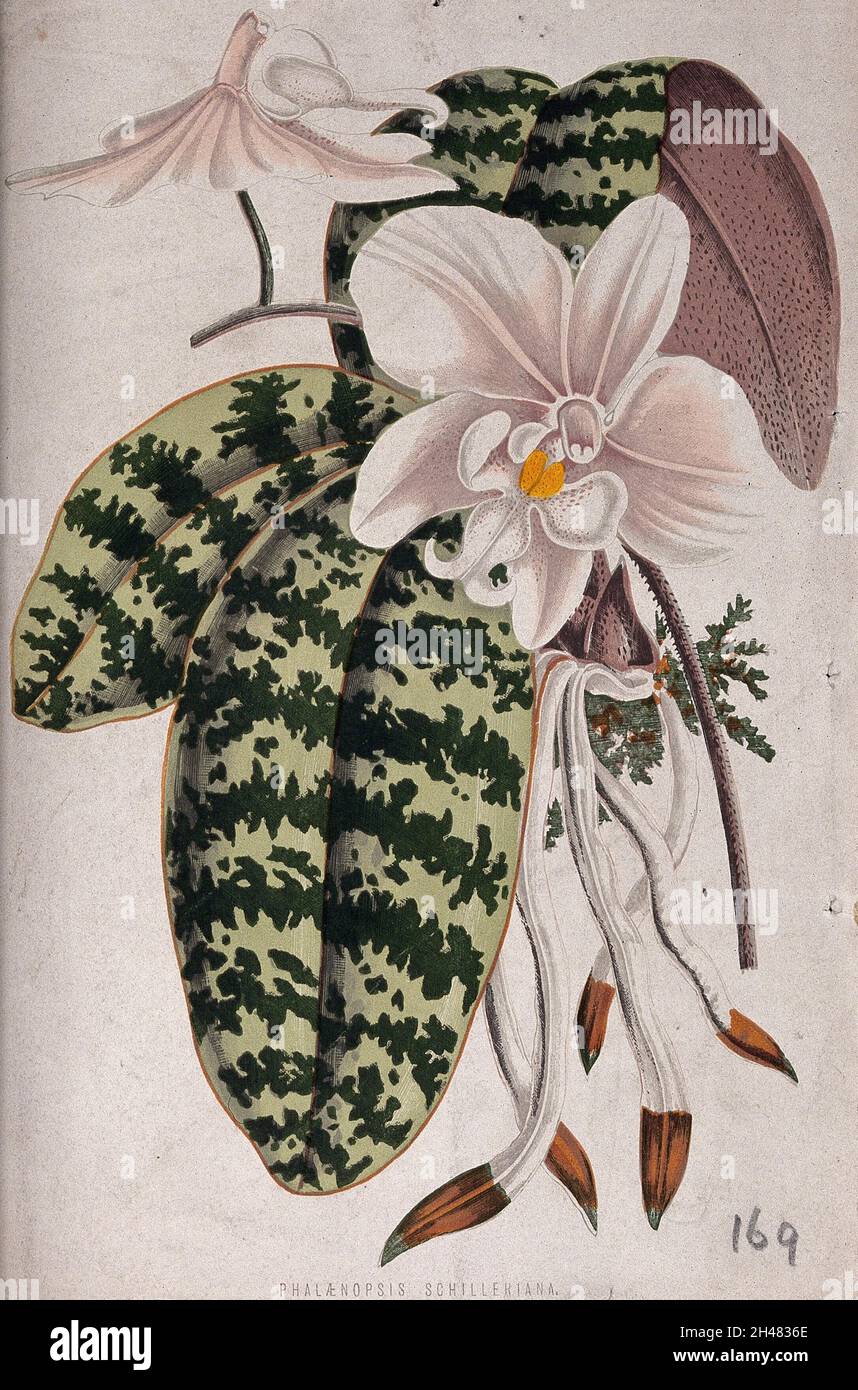 Eine Orchidee (Phalaenopsis schilleriana): Blühender Stamm. Chromolithographie, c. 1870, nach H. Briscoe. Stockfoto