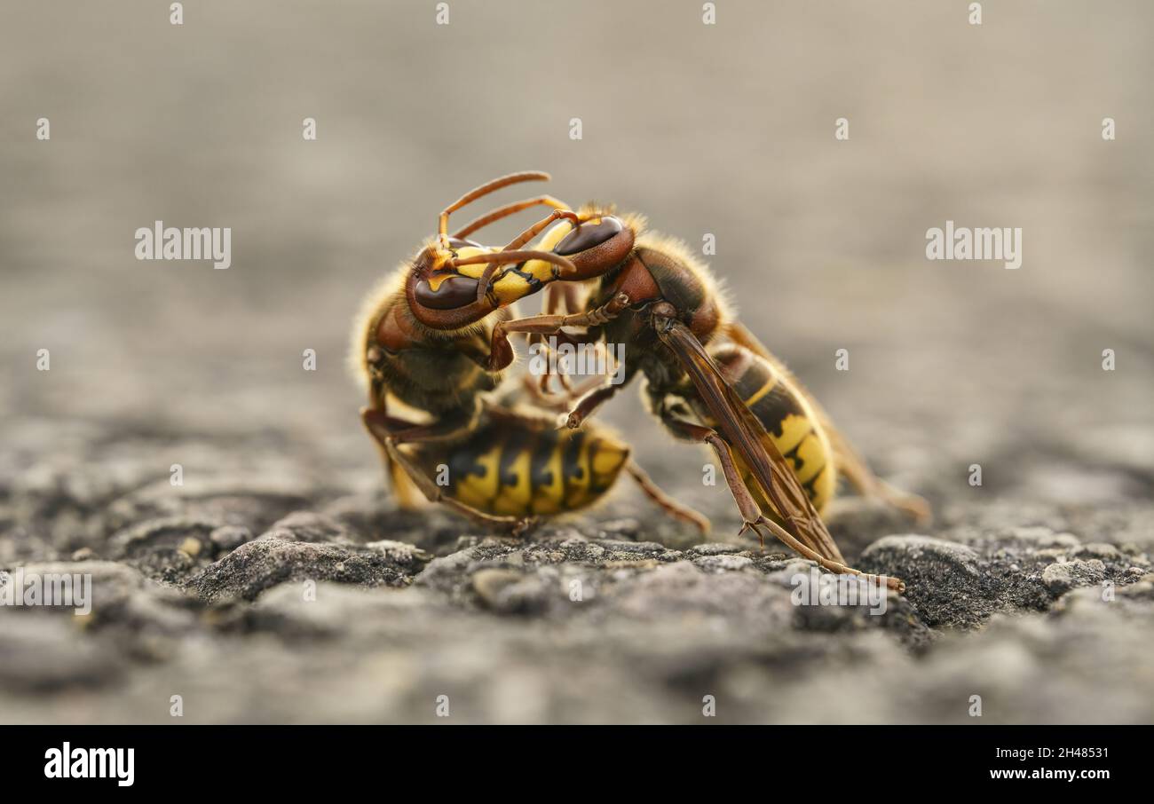 TONGEREN, BELGIEN - 07. Oktober 2021: Eine selektive Fokusaufnahme von zwei Vespa crabro oder europäischen Hornissen, die am Boden gegeneinander kämpfen Stockfoto