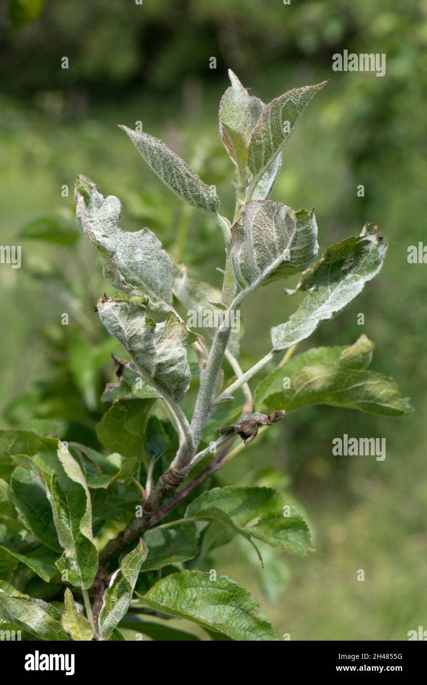 Primärer Mehltau (Podosphaera leucotricha), weißes Mycel und Sporen auf neuem Apfelbaumwachstum, Bekshire, Juni Stockfoto
