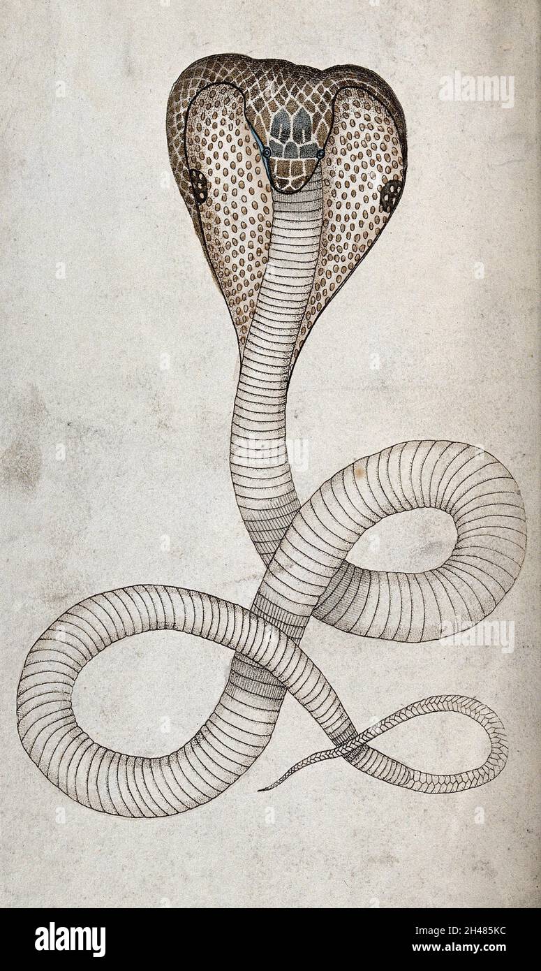 Eine Kapuzenkobra in auffälliger Position. Farbige Gravur, ca. 1792. Stockfoto