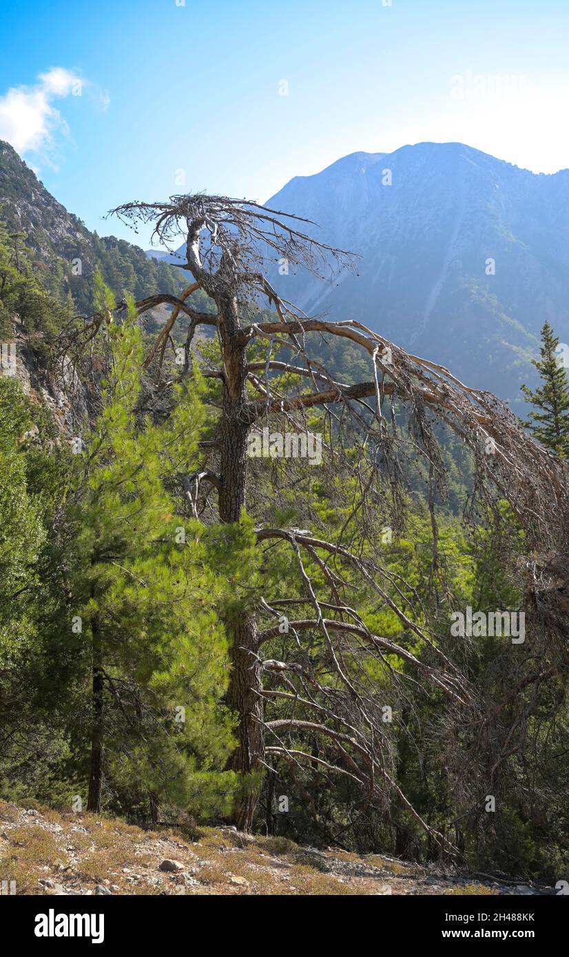 Tote Pinie, Samaria Schlucht, Kreta, Griechenland Stockfoto