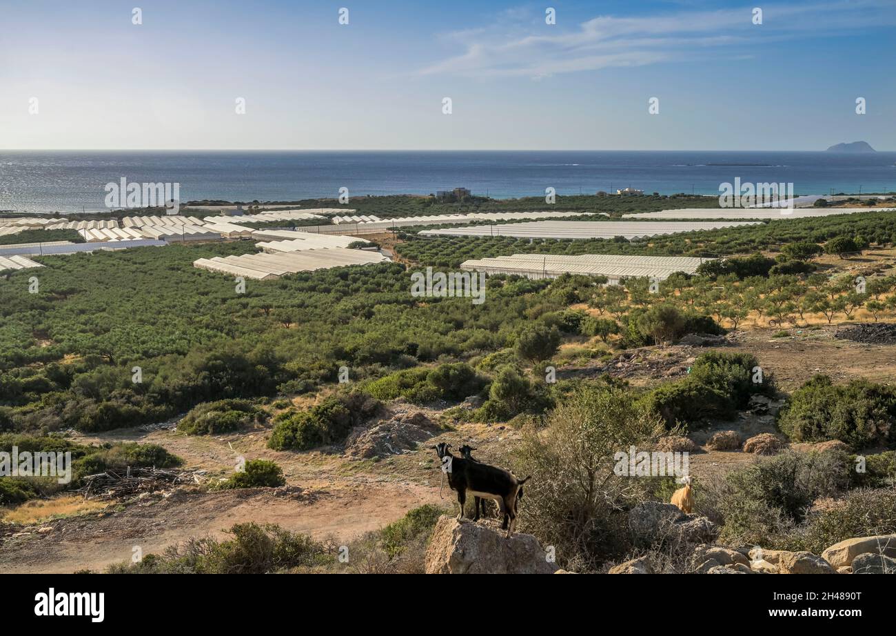Bucht von Falassarna mit Gewächshäusern, Kreta, Griechenland Stockfoto