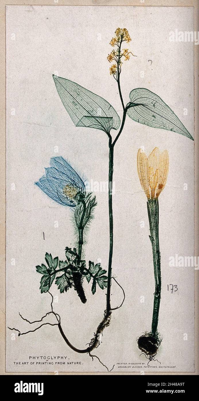 Drei Pflanzen, ein Anenom, ein Quecksilber und ein Krokus: Ganze blühende Pflanzen. Farbe Natur Druck, c. 1860. Stockfoto