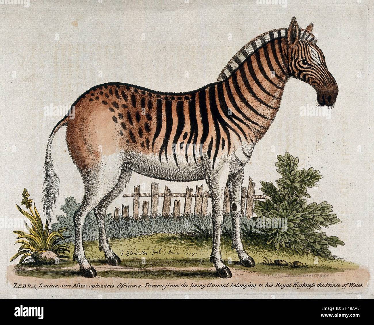 Ein weibliches Zebra, das in einem Gehege steht. Farbige Radierung nach G. Edwards. Stockfoto