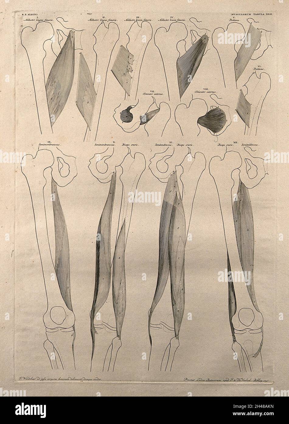 Muskeln und Knochen des Beckens und des Oberbeins: Zwölf Figuren. Linienstich von J. Wandelaar, 1746. Stockfoto Muskeln und Knochen des Beckens und des Oberbeins: Zwölf Figuren. Linienstich von J. Wandelaar, 1746. Stockfoto