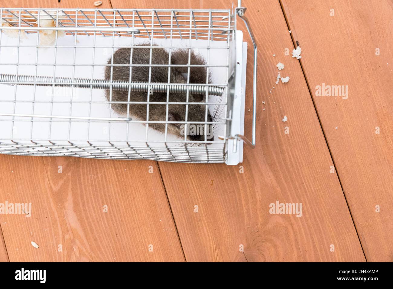 Gefangen Dormouse in Live-Falle Stockfoto