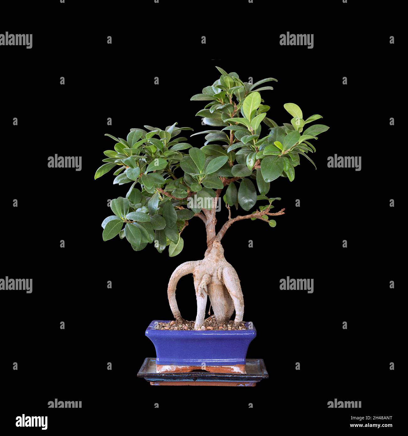 ficus ginseng isoliert über dunklem Hintergrund (Ficus retusa) Stockfoto