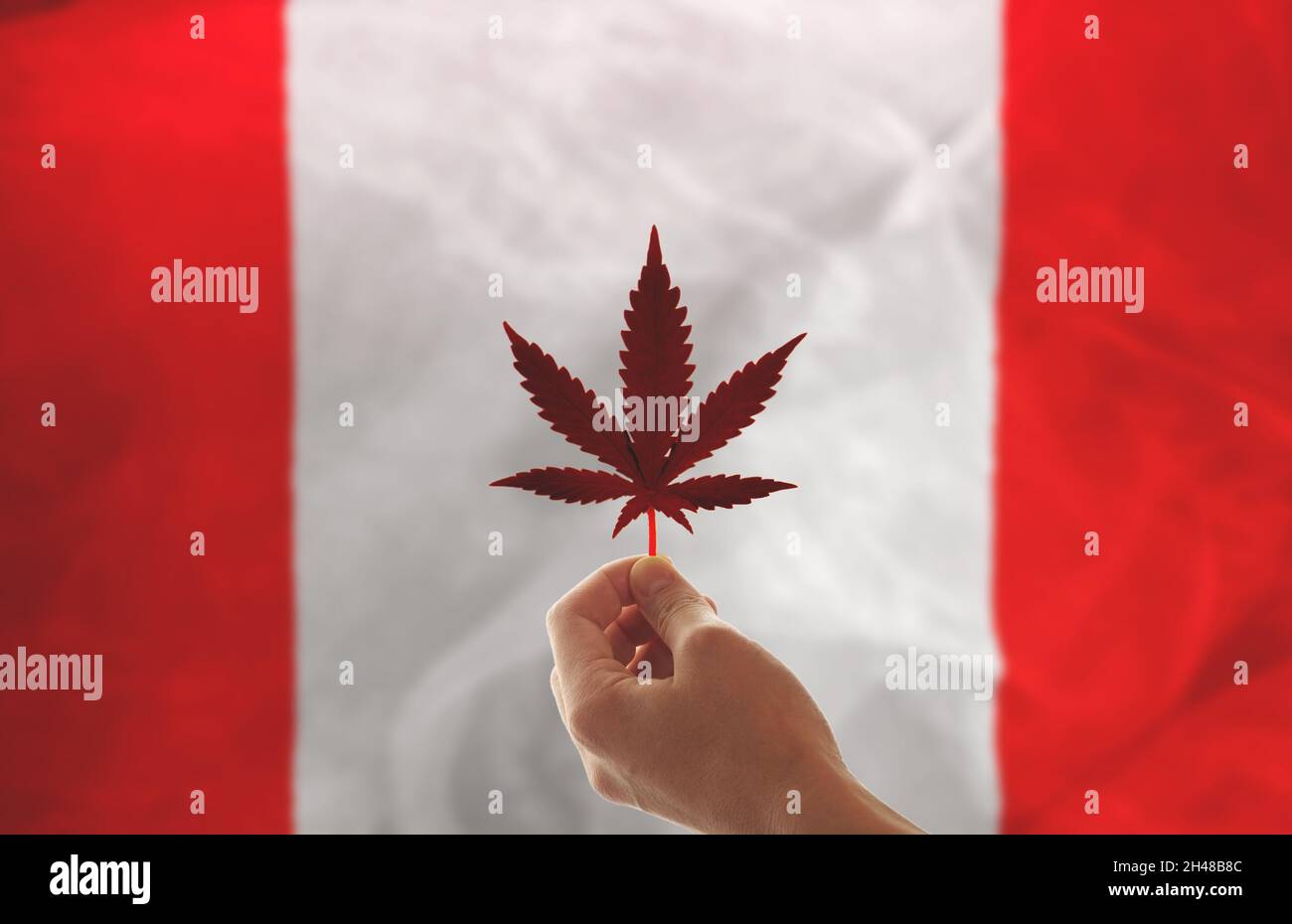 Flagge Kanadas mit einem Blatt Marihuana. Die Hand einer Frau hält ein Blatt Cannabis vor dem Hintergrund der kanadischen Flagge. Konzept für die Entwicklung Stockfoto